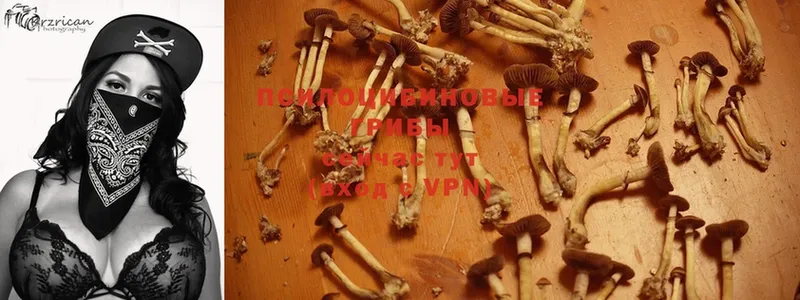 Галлюциногенные грибы Psilocybe Закаменск